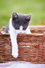I think Ill get out now.... Cute little kitten sitting in a basket while outside.