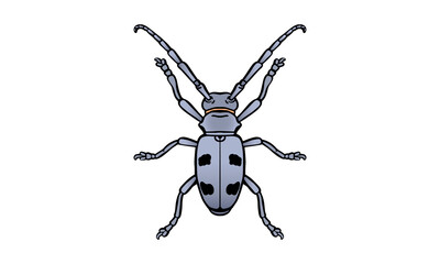 Beech_Longhorn_Beetle_on_white_background
