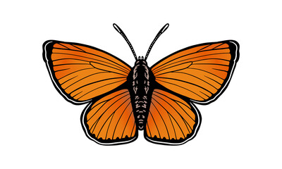 scarce_copper_dark_background