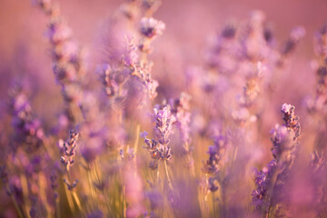 Beautiful image of lavender fields. Summer sunset landscape