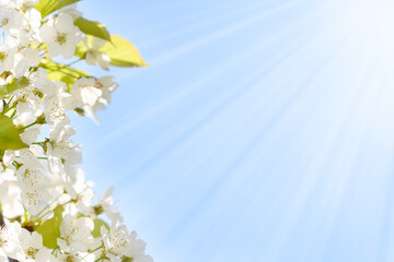 Cherry blossoms with white petals in spring on a sunny day