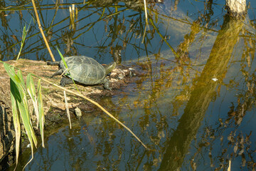 turtle on the pond