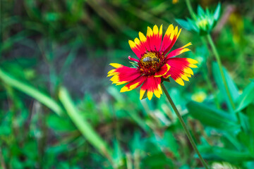 bee on a flower