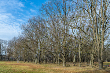 trees in the park