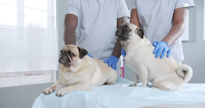 Close up portrait on two pretty pug dogs lying on medical couch. Two vet doctors in medical clothes and gloves petting dogs. Animal care.