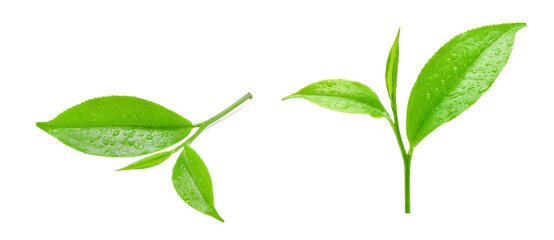 leaves Fresh green tea with drops of water