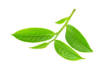 leaves fresh green tea isolated on white background.