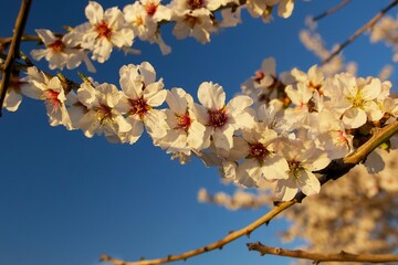 almond blossom in a pre-sunset sunlight in Agrigento, Sicily
