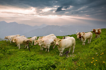 Fototapeta premium Kühe in Österreich im Nationalpark Hohe Tauern an der Grossglockner Hochalpenstraße