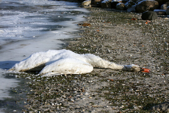 Dead swan on ice the bank/strand of the fjord in Roskilde, Denmark.