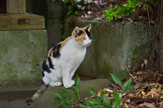 三毛猫 Images – Browse 10,884 Stock Photos, Vectors, and Video