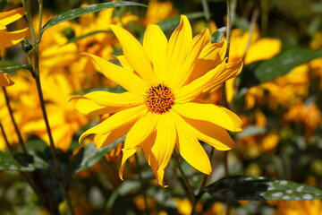 Blühender Gelber Sonnenhut (Rudbeckia), Blumen, Deutschland