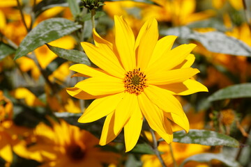 Blühender Gelber Sonnenhut (Rudbeckia), Blumen, Deutschland