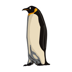 Obraz premium Hand drawn penguin cartoon character illustration Animal.