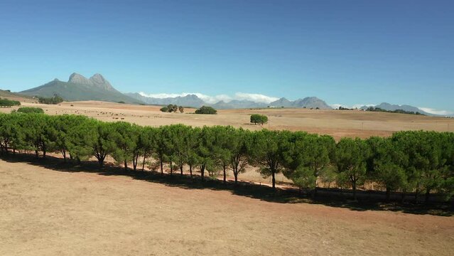 Picturesque Sunny Day View Of Simonsberg Nature Reserve Near Wine Estate In Stellenbosch, Western Cape Province Of South Africa. wide
