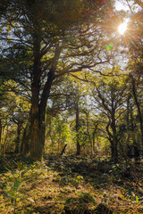 Fototapeta premium 제주 비자림