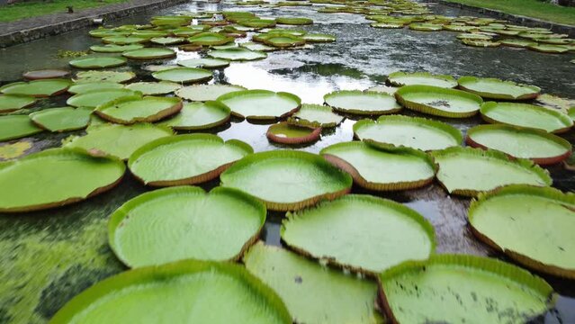 Drone video in Mauritius, the largest water lilies in the world called Victoria Amazonian