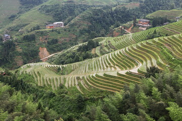 Longji Rice Terraces in Guilin, Guangxi, China