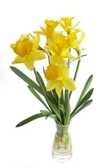 Spring yellow daffodil flowers isolated on white background.