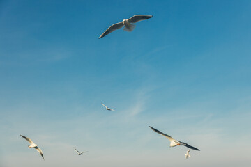 Seagulls flying high in the wind against the blue sky and white clouds, a flock of white birds.