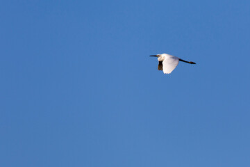 View of little egret flying