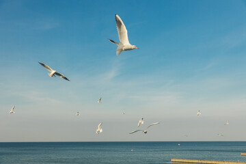 Fototapeta na wymiar Seagulls flying high in the wind against the blue sky and white clouds, a flock of white birds.