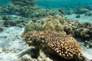 View of colorful corals