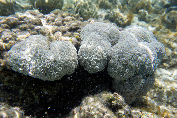 View of colorful corals