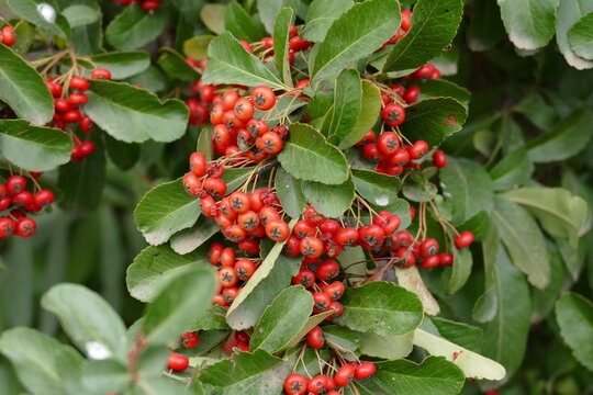 Cotoneaster decorative bush plant, with red berries and green leaves.