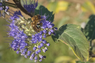 Abeille