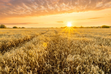 Amazing view at beautiful summer golden wheaten field with beautiful sunny sky on background, rows leading far away, valley landscape