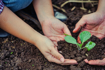 hands of man and woman working together planting tree ,save world concept