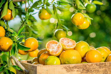 organic orange agriculture harvest plantation.