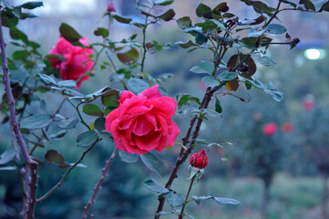 A beautiful pink Chinese rose