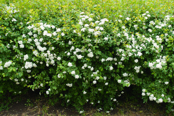Background - flowering bush of Spiraea vanhouttei in May
