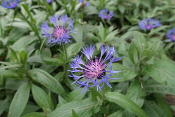 Blue flowers of Centaurea montana in mid May