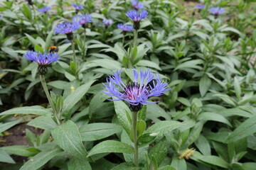 Purplish blue flowers of Centaurea montana in mid May