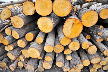 Piles of timber on the land