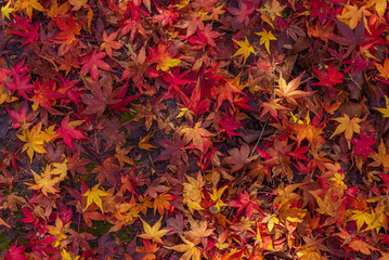 もみじのじゅうたん