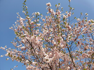 Ciliegio fiorito in primavera