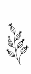 herb. Hand drawn vector herb in doodle style outline