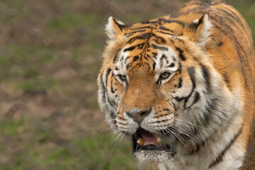 Siberian tiger or amur tiger (Panthera tigris tigris) closeup portrait.