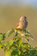 Linnet female bird, Carduelis cannabina singing