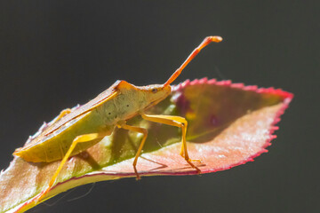 Closeup of a Sloe Bug insect, Dolycoris baccarum, crawling