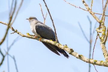 Common cuckoo, Cuculus canorus, resting and singing in a tree.