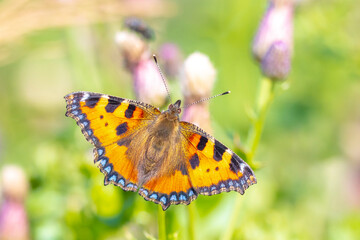 Aglais urticae, small tortoiseshell butterfly top view, open wings