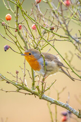 European robin bird Erithacus rubecula singing