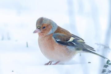 chaffinch male, Fringilla coelebs, foraging in snow, beautiful cold Winter setting - obrazy, fototapety, plakaty