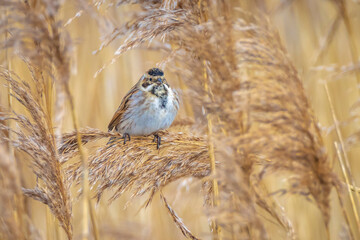 Singing common reed bunting, Emberiza schoeniclus, bird in the reeds on a windy day