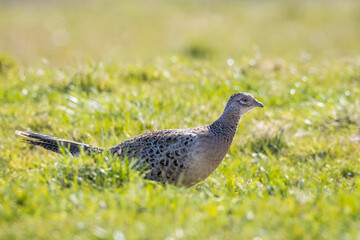 Female Pheasant Phasianus colchicus stepping